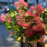 Pohutukawa Branch Pink