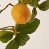 Limon Rex Branch