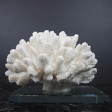 Portofino Coral Glass